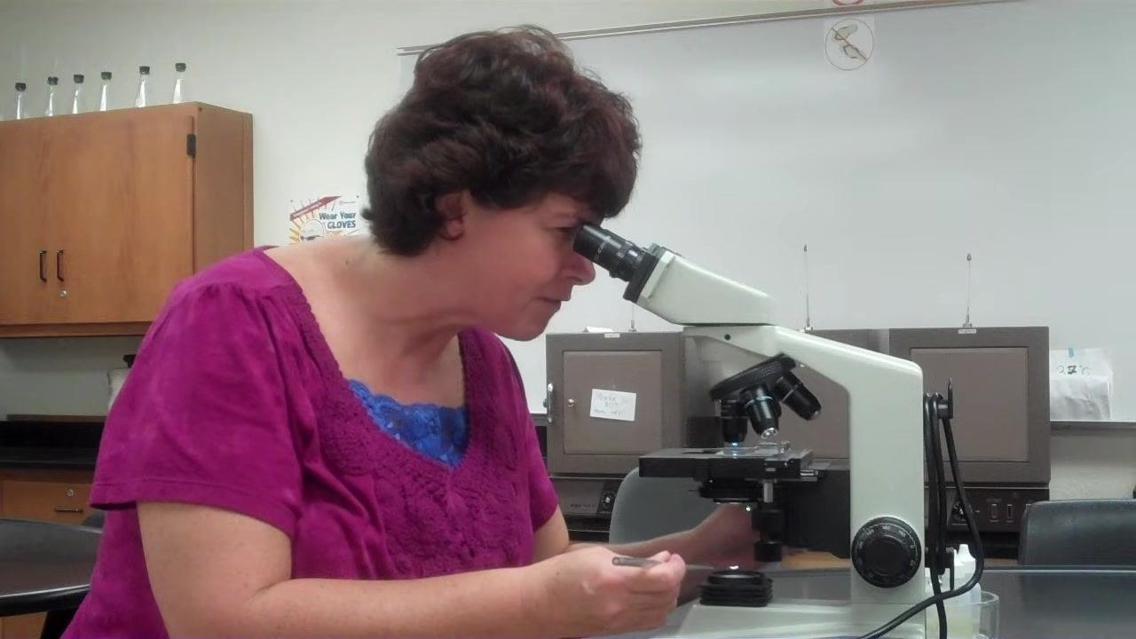 Instructor demonstrating condenser adjustment while looking through the microscope, holding the fine focus knob and an inoculating loop, with lab cabinets and safety posters visible in the background.