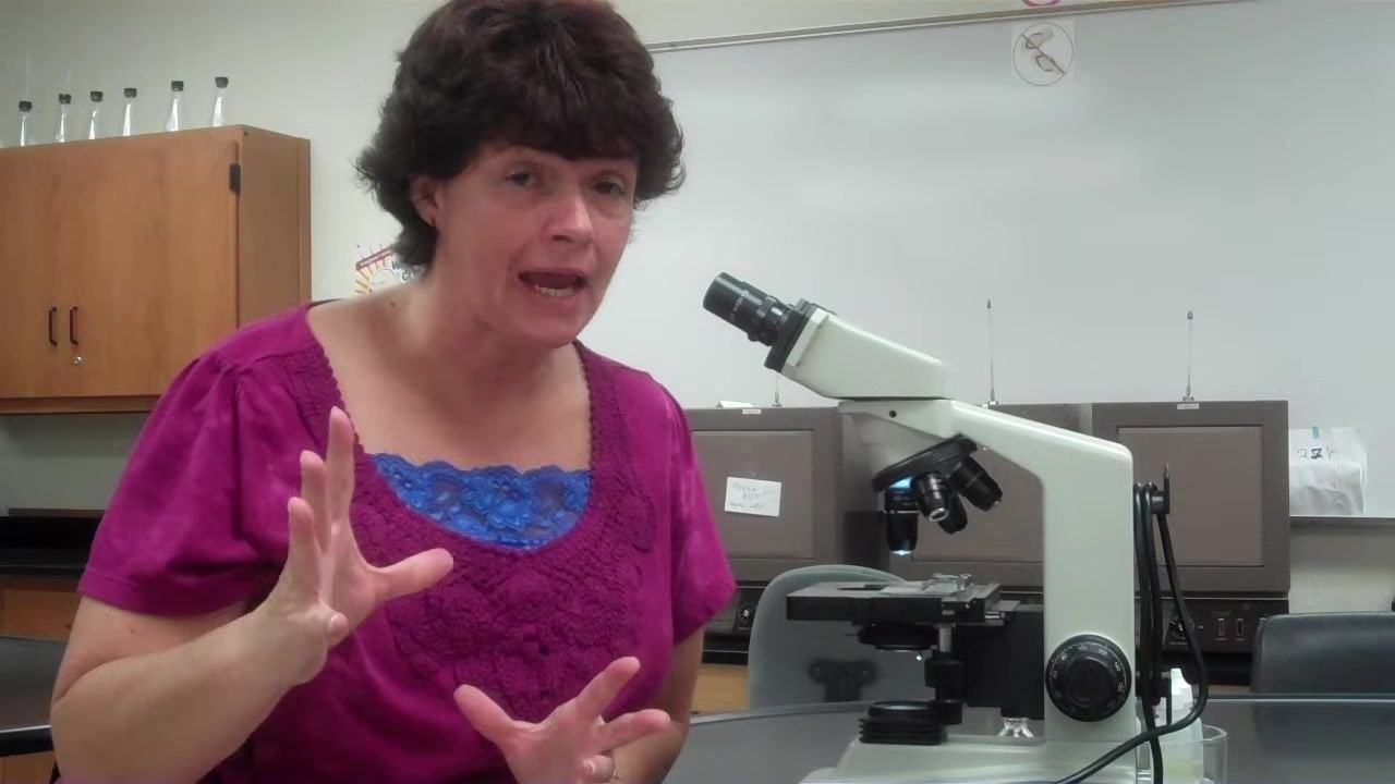 Instructor using both hands to illustrate the size difference between bacteria and other objects on the slide.