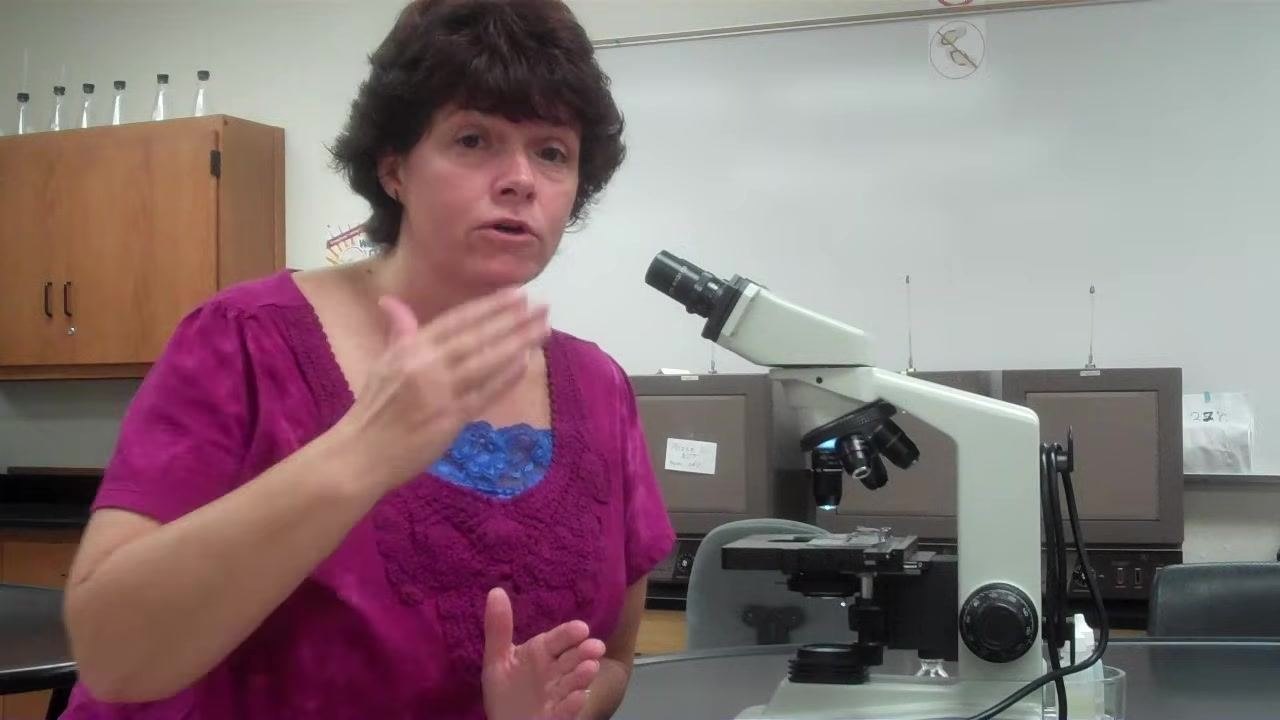 Instructor explaining the importance of finding bacteria before proceeding, with the microscope and lab visible.