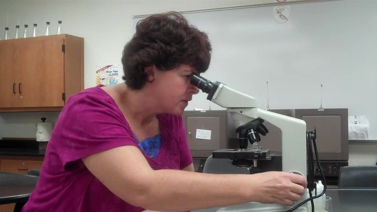 Instructor looking through the microscope and adjusting the fine focus knob, demonstrating how to change focus direction depending on the specimen, with lab cabinets and safety posters in the background.