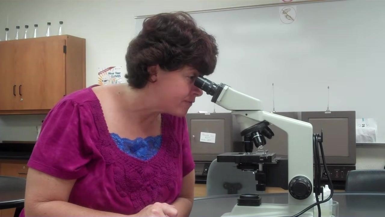Instructor looking through the microscope, focusing on the 40x objective.